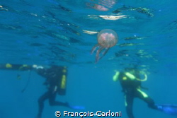 jellyfish and divers by François Carloni 
